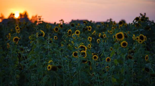 Free Stock Photo of Sunflower field at sunset with vibrant colors ...