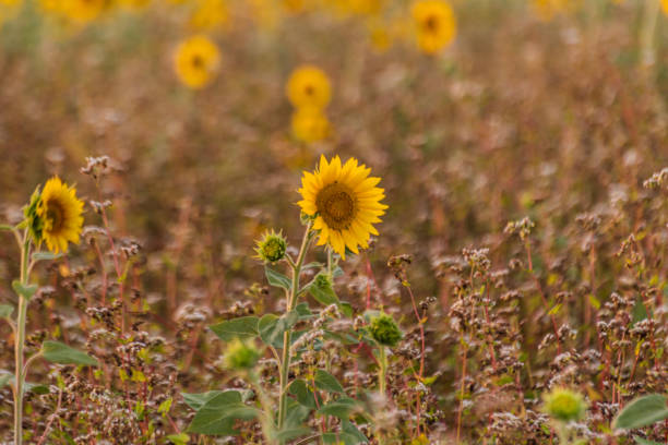 This bright yellow Sunflower blooms admidst an agricultural field with vine plants in the background
