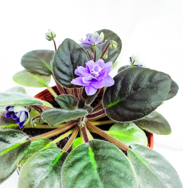 istock Violet Beauty, Indoor Oasis 2170928918