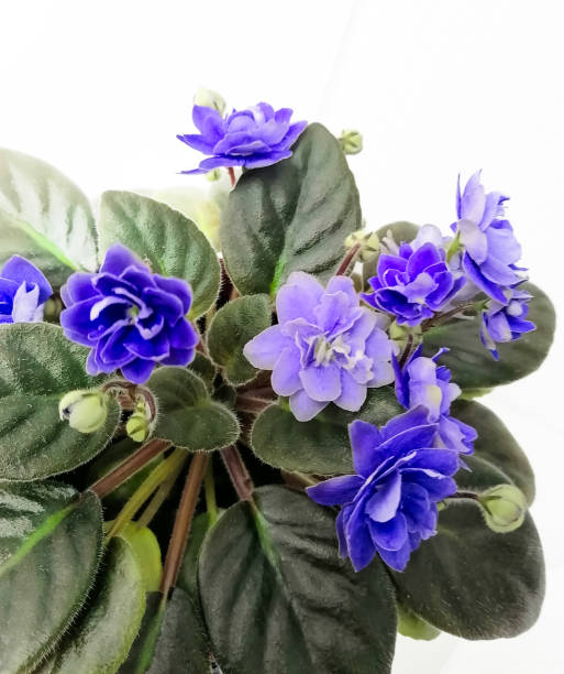 istock Violet Beauty, Indoor Oasis 2170928919