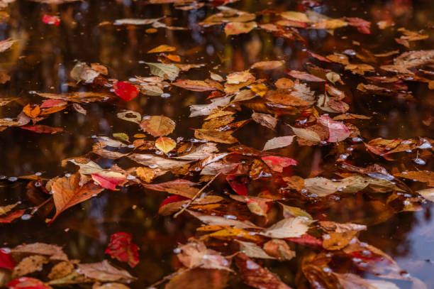 istock autumn leaves in a puddle 2170929247