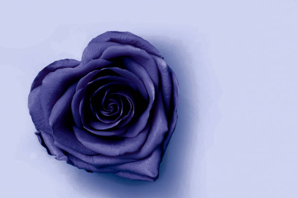 Open Rose in Heart Shape of 2025 Color future dusk on White, close up. Stabilized Flowers in Fashionable Trendy Color Shades