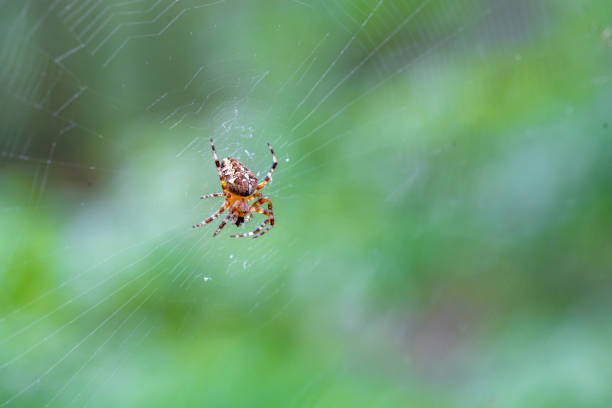 istock Spider (Araneus diadematus) catches prey in web and starts eating it 2170930025