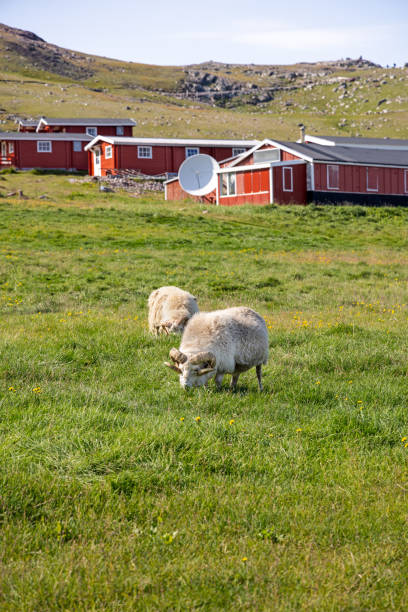 istock Group of grazing Icelandic sheep 2170930045