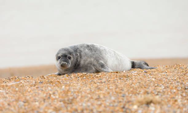 istock Grey seal pup alone on a beach in winter, Norfolk coast, UK 2170930334
