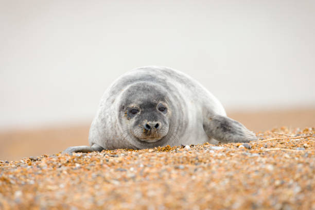 istock Grey seal pup alone on a beach in winter, Norfolk coast, UK 2170930350