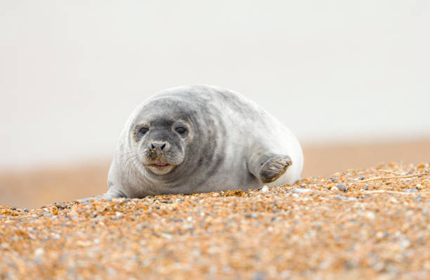 istock Grey seal pup alone on a beach in winter, Norfolk coast, UK 2170930358