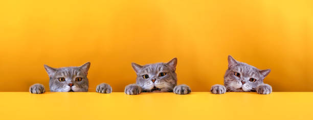 istock British shorthair cats on yellow background 2170931358