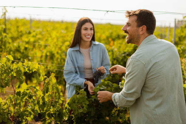 istock Couple enjoying a sunny day in a vineyard, admiring freshly picked grapes while walking through lush green rows of vines in late afternoon light 2170931377
