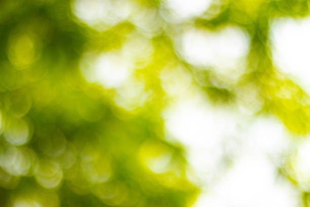 blurred Sunlit green leaves with a soft, blurred background