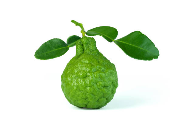 istock Kaffir lime or Citrus Bergamot fruit or Thai Lime  or Makrut Limem,  citrus fruit native to tropical Southeast Asia 2170933106