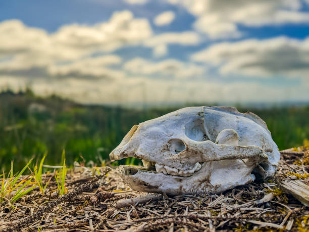A close-up of a Eurasian badger skull resting on dry ground with a blurred natural landscape in the background.