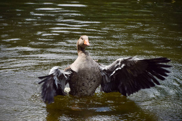 A greylag goose bathes in a park lake