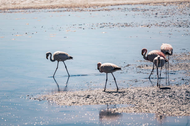 istock Flamingos Wading in the Atacama Desert Waters, Chile 2170934728
