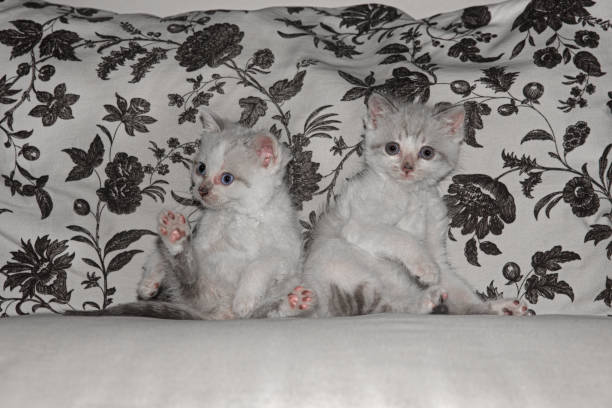two very small cats sitting posing and looking at camera