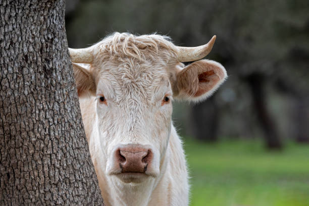istock White cow hiding behind a tree, peeking out from behind a tree 2170936680