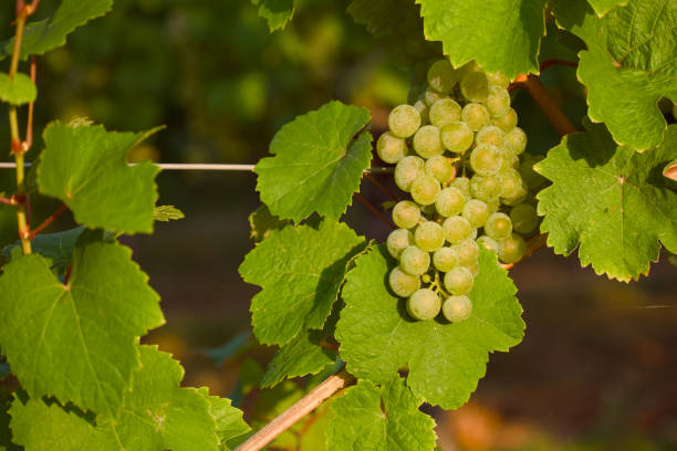 istock ripening bunch of grapes 2170936945