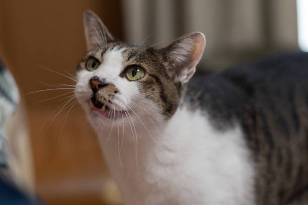 istock Cute cat meowing at its owner 2170939617