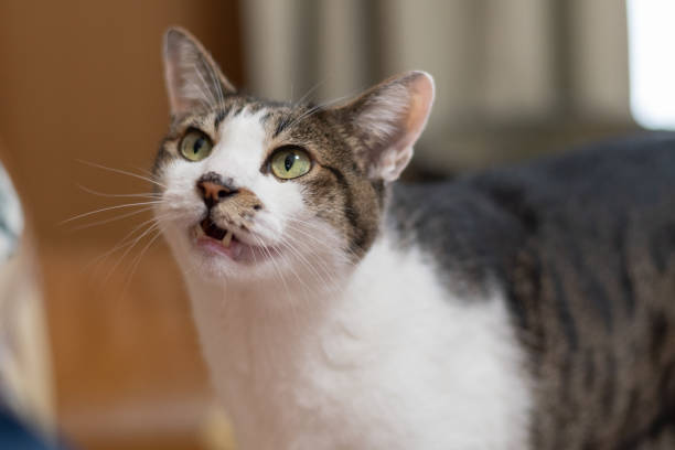 istock Cute cat meowing at its owner 2170939679