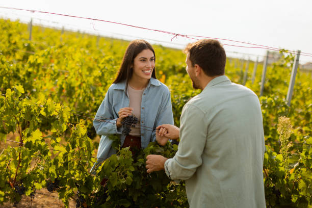 istock Couple enjoying a sunny day in a vineyard, admiring freshly picked grapes while walking through lush green rows of vines in late afternoon light 2170941246