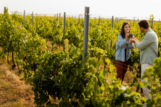 istock Couple enjoying a sunny day in a vineyard, admiring freshly picked grapes while walking through lush green rows of vines in late afternoon light 2170941270
