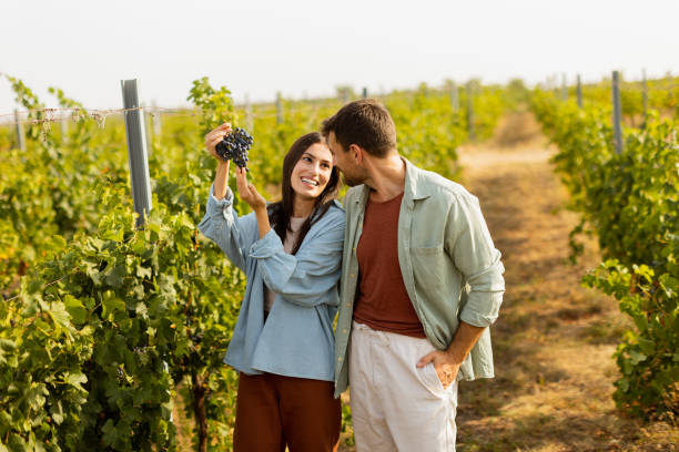 istock Couple enjoying a sunny day in a vineyard, admiring freshly picked grapes while walking through lush green rows of vines in late afternoon light 2170941273