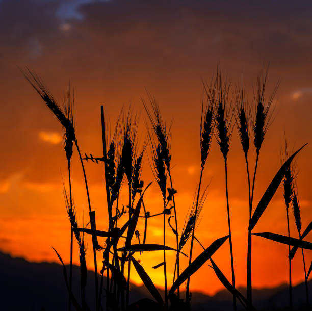 Silhouettes of wheat ears at dramatic sunrise. Droughts and disasters are becoming more frequent, and damage they cause to agriculture is growing. Weather extremal forecast. No AI tools were used. Only my own photos and traditional gigita enhancement tools were used