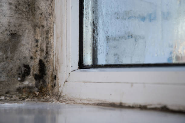 istock fungal black mold in the corner of the window 2170942297