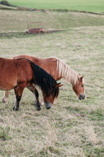 istock Horses in a field 2170942525