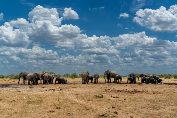 istock Elephant herd in Etosha National Park in Namibia 2170943485