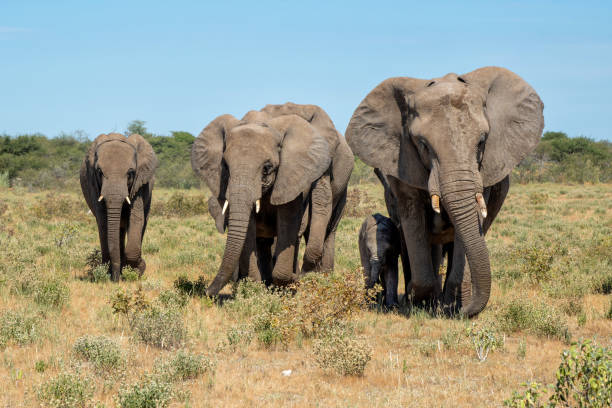 istock Elephant herd in Etosha National Park in Namibia 2170943661