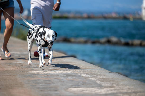 A Dalmatian dog walks with its owners along the sea