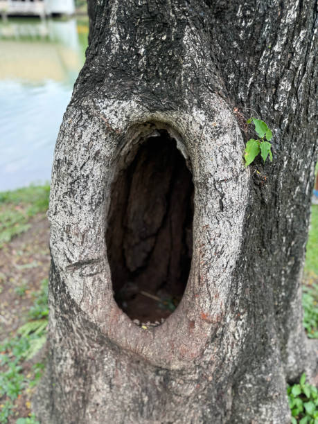 Stock photo showing close-up view of an Indian banyan (Ficus benghalensis) tree wound and deep hole from tree surgery on the trunk of a tree with rotting branch in a public park with lawn of carpet grass (Axonopus compressus).\n\n* Not AI modified *