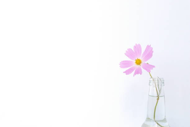 Japanese cosmos flower in a glass bottle
