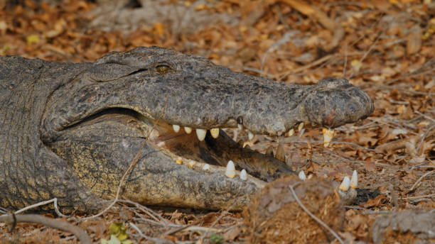 Nile Crocodile Basking on Kafue Riverbank