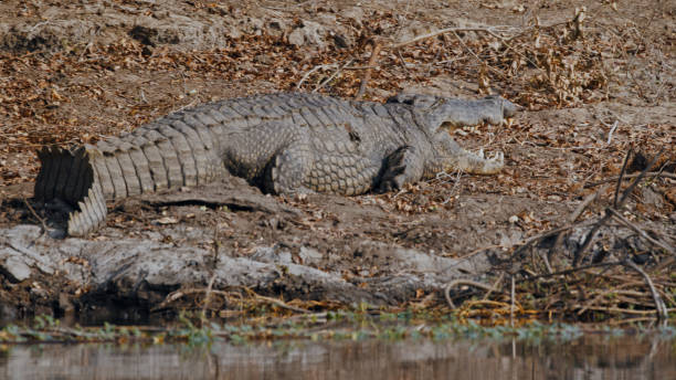 istock Nile Crocodile Basking by Kafue River 2170944943