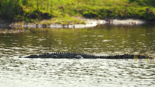 Nile Crocodile Lurking in Kafue River Waters