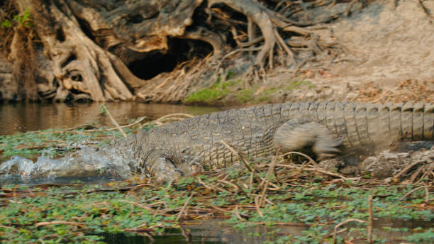 istock Nile Crocodile Lurking by Kafue River Bank 2170944954