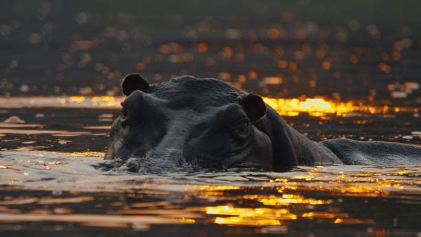 istock Serene Hippopotamus Emerges in Kafue River at Sunset 2170944958