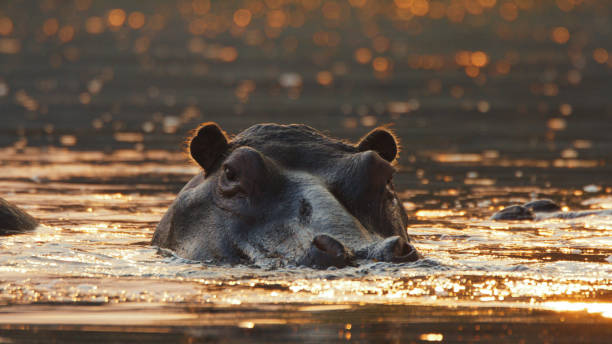 Sunset Silhouette of Hippo in Kafue River