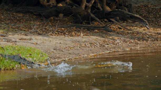 Nile Crocodile Lurking by Kafue River Bank