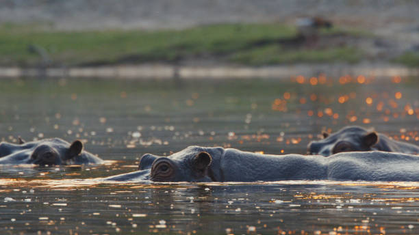 Sunset Serenity with Hippos in Kafue River