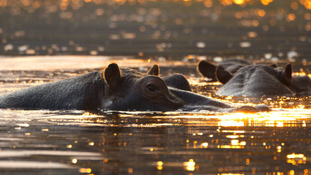 istock Serene Sunset Over Kafue River with Hippos 2170944973