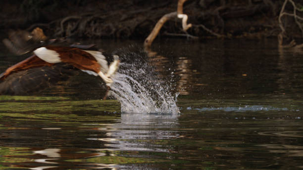 African Fish Eagle Hunting in Kafue National Park