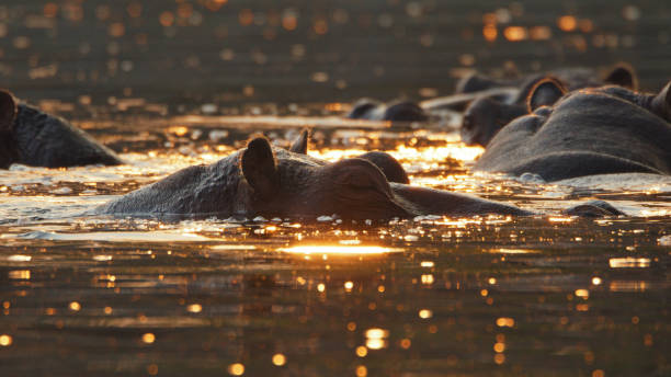 istock Sunset Swim Serenity Hippos in Kafue River 2170944987