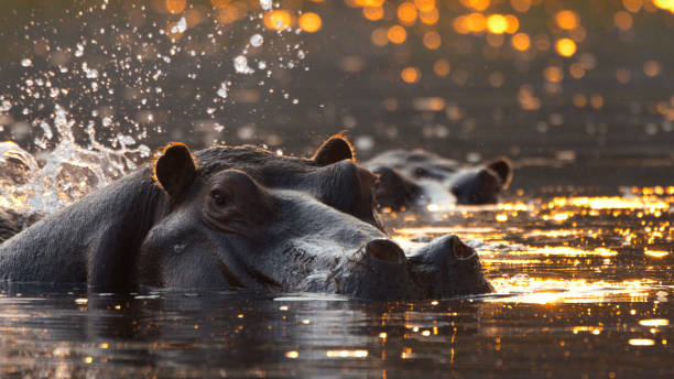 istock Sunset Swim for Kafue River Hippos 2170944992