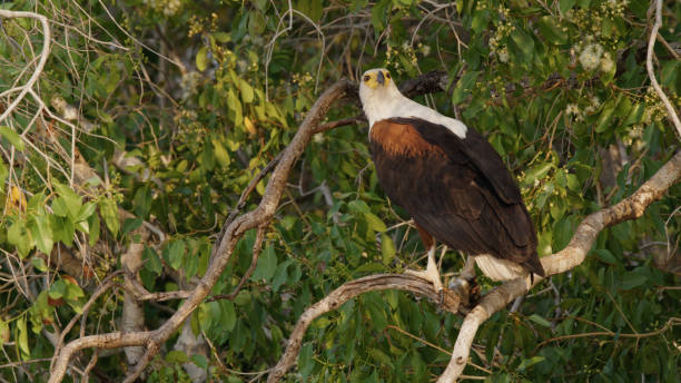 Perched African Fish Eagle in Kafue National Park