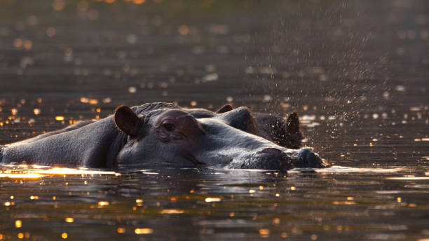 istock Sunset Serenity with Hippos at Kafue River 2170944994
