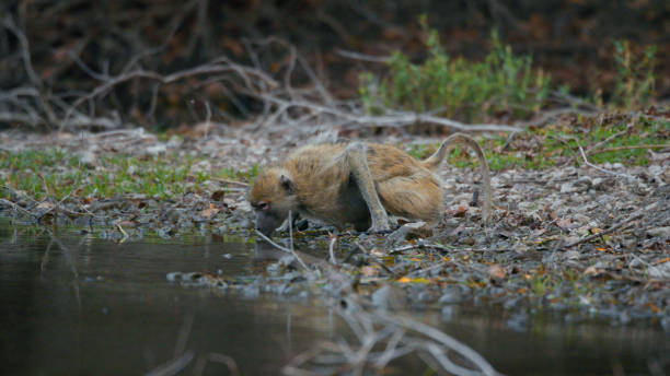Yellow Baboon Quenching Thirst in Kafue National Park