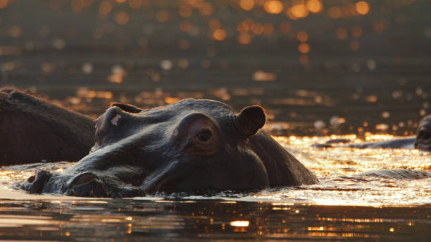 istock Sunset Over Kafue River with Hippos 2170944999